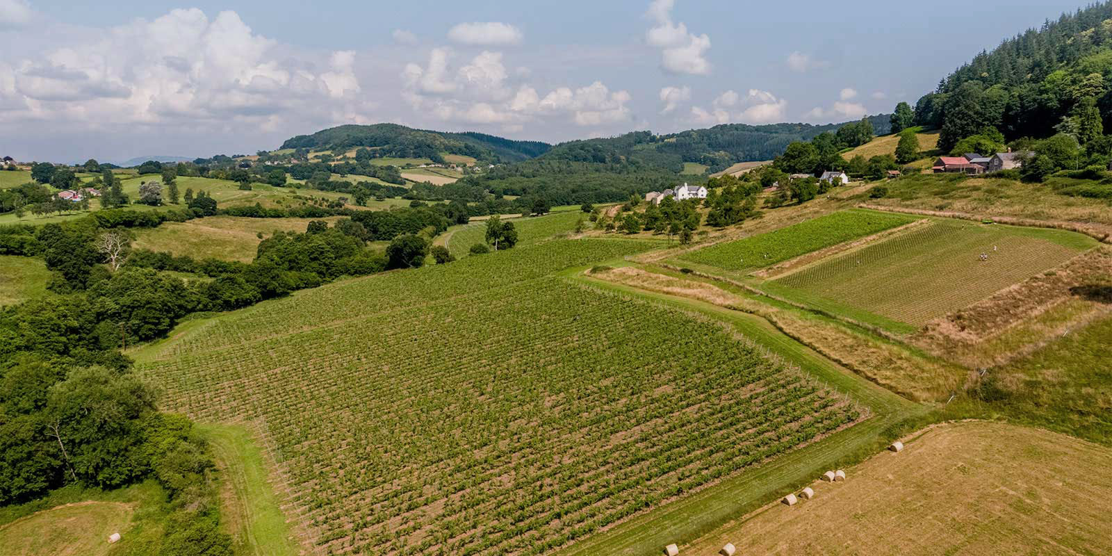 Ancre Hill Estates Vineyard, Monmouth, Wales